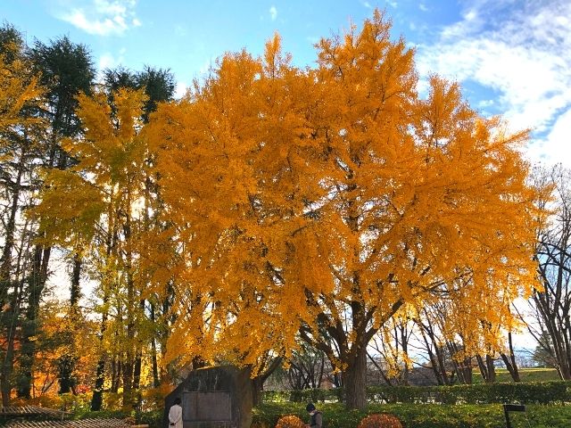 霞城公園内のイチョウの木