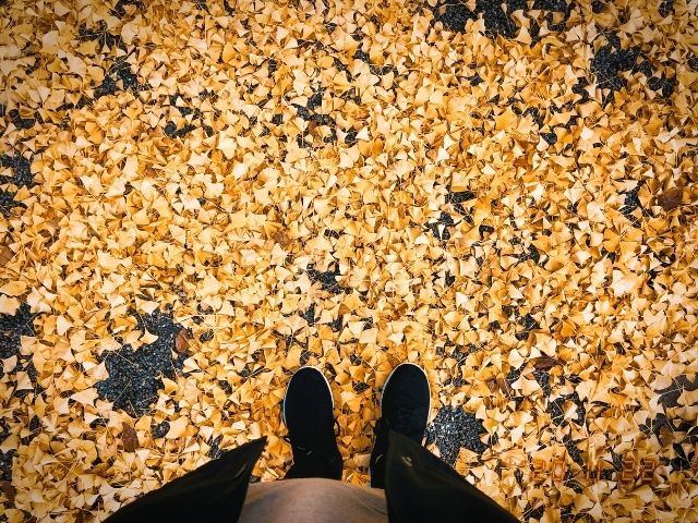 霞城公園内のイチョウの落ち葉