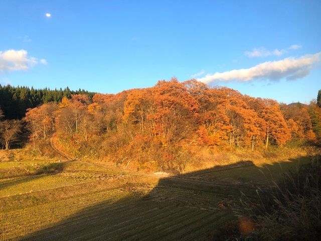 紅葉が見える風っこの車窓