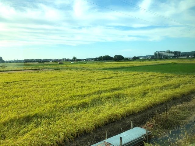 特急いなほグリーン車の車窓から見える新潟の田園風景