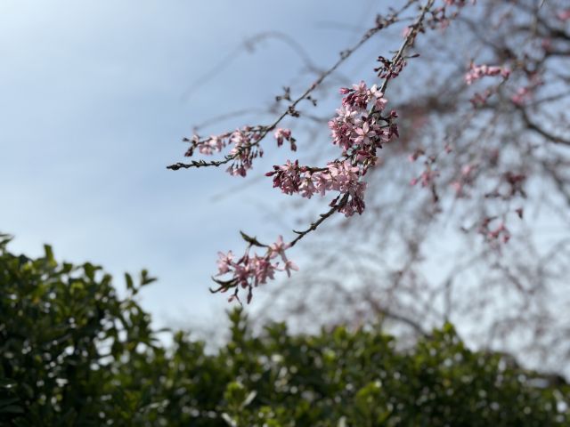 日中線しだれ桜並木の桜